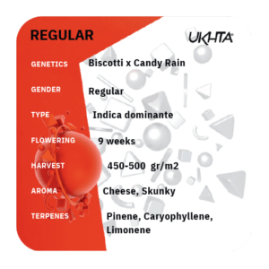 Biscotti x Candy Rain [reg]
